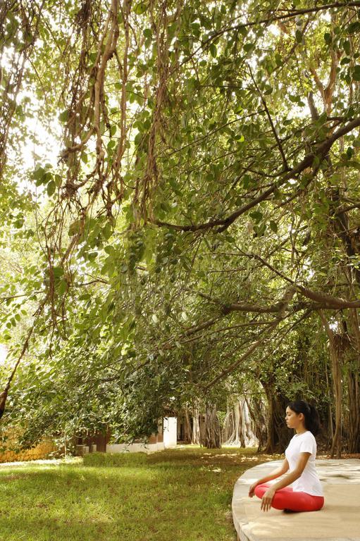 Heritage Madurai Eksteriør bilde The canopy of a tropical rainforest